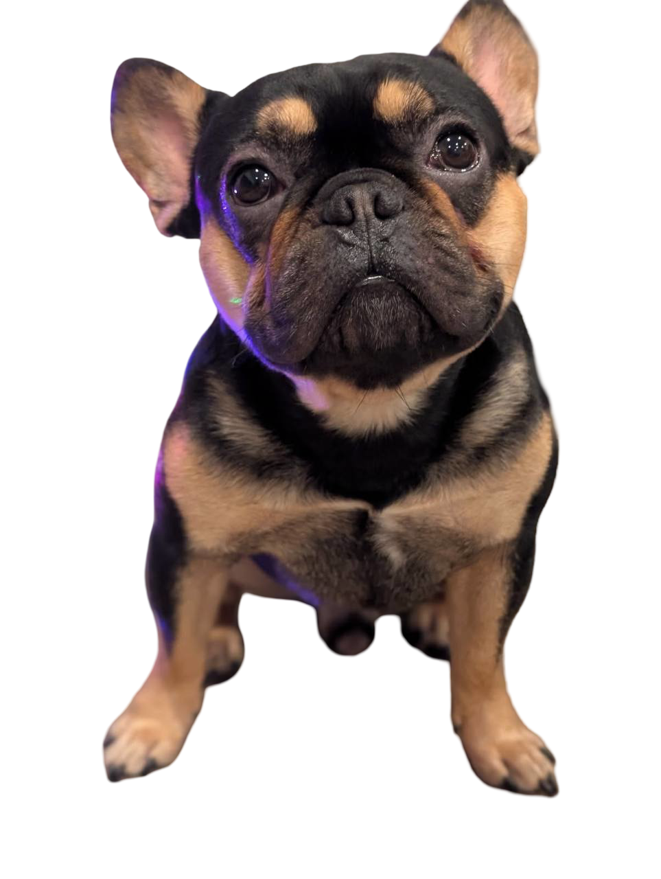 Bad Empire French Bulldog