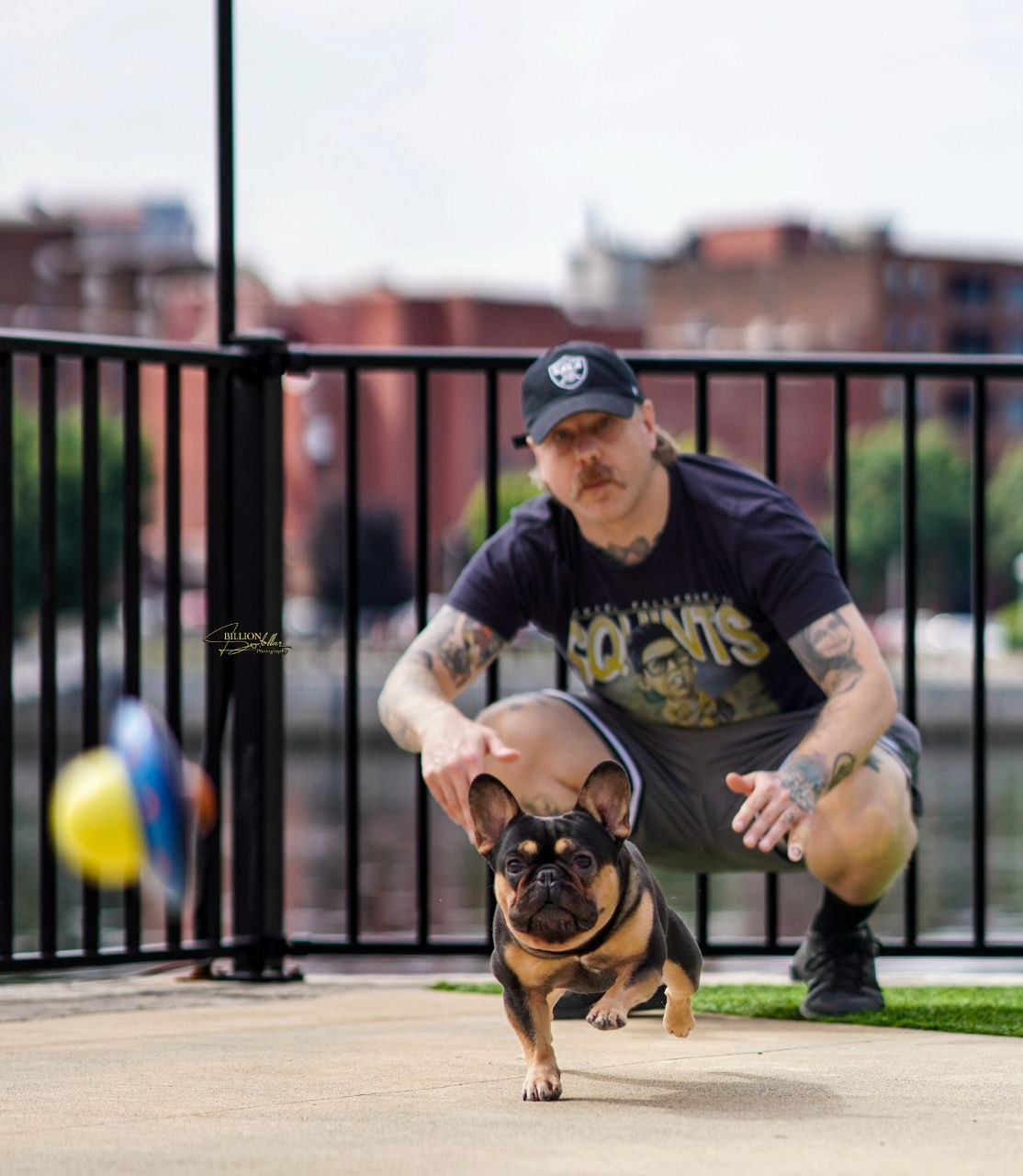 King Mauve running, proven French Bulldog stud in motion