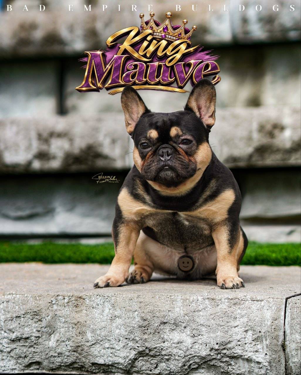 King Mauve seated portrait, black and tan French Bulldog stud